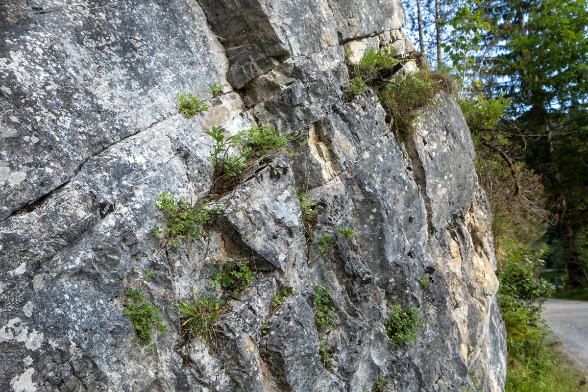 Potentilla caulescens_0149.jpg