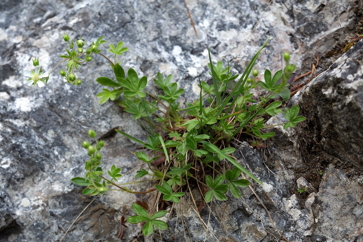 Potentilla caulescens_0150.jpg