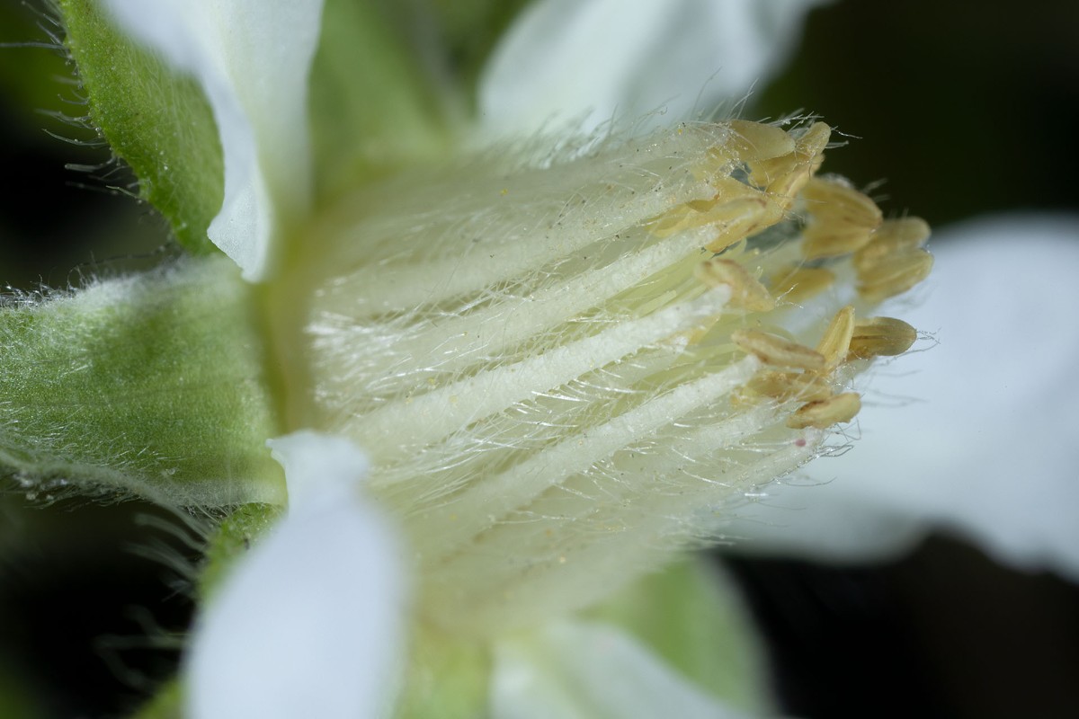 Potentilla caulescens_0146.jpg