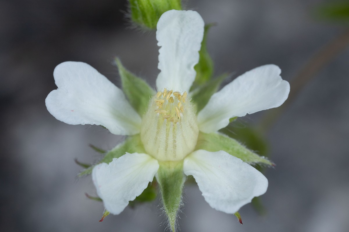 Potentilla caulescens_0147.jpg