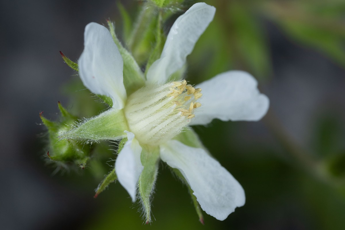Potentilla caulescens_0148.jpg