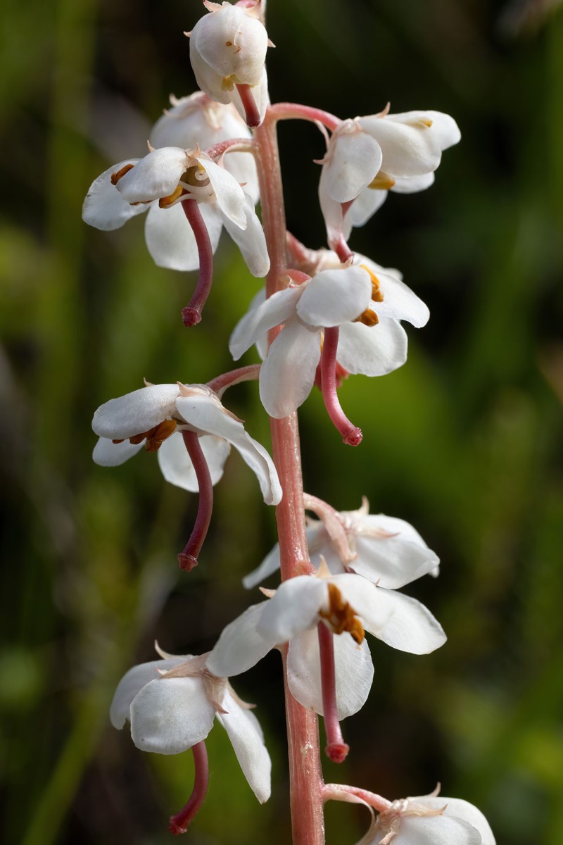Pyrola rotundifolia_4056.jpg