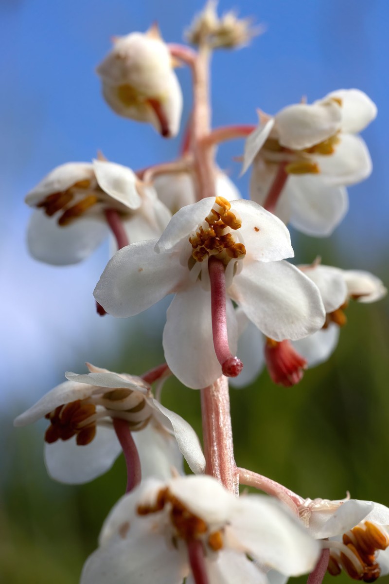 Pyrola rotundifolia_4059.jpg