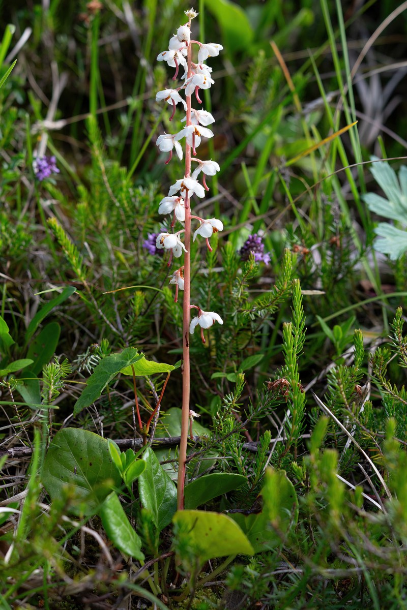 Pyrola rotundifolia_6908.jpg