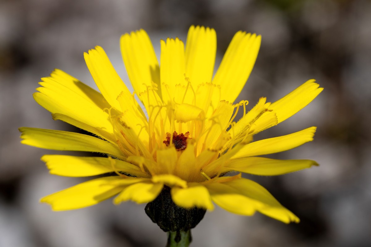 Tolpis staticifolia_Grasnelkenhabichtskraut_0077.jpg