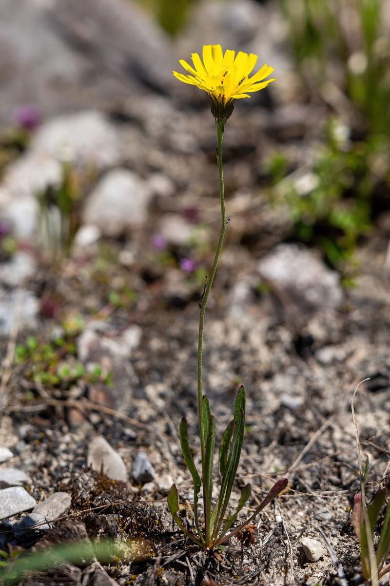 Tolpis staticifolia_Grasnelkenhabichtskraut_9947.jpg