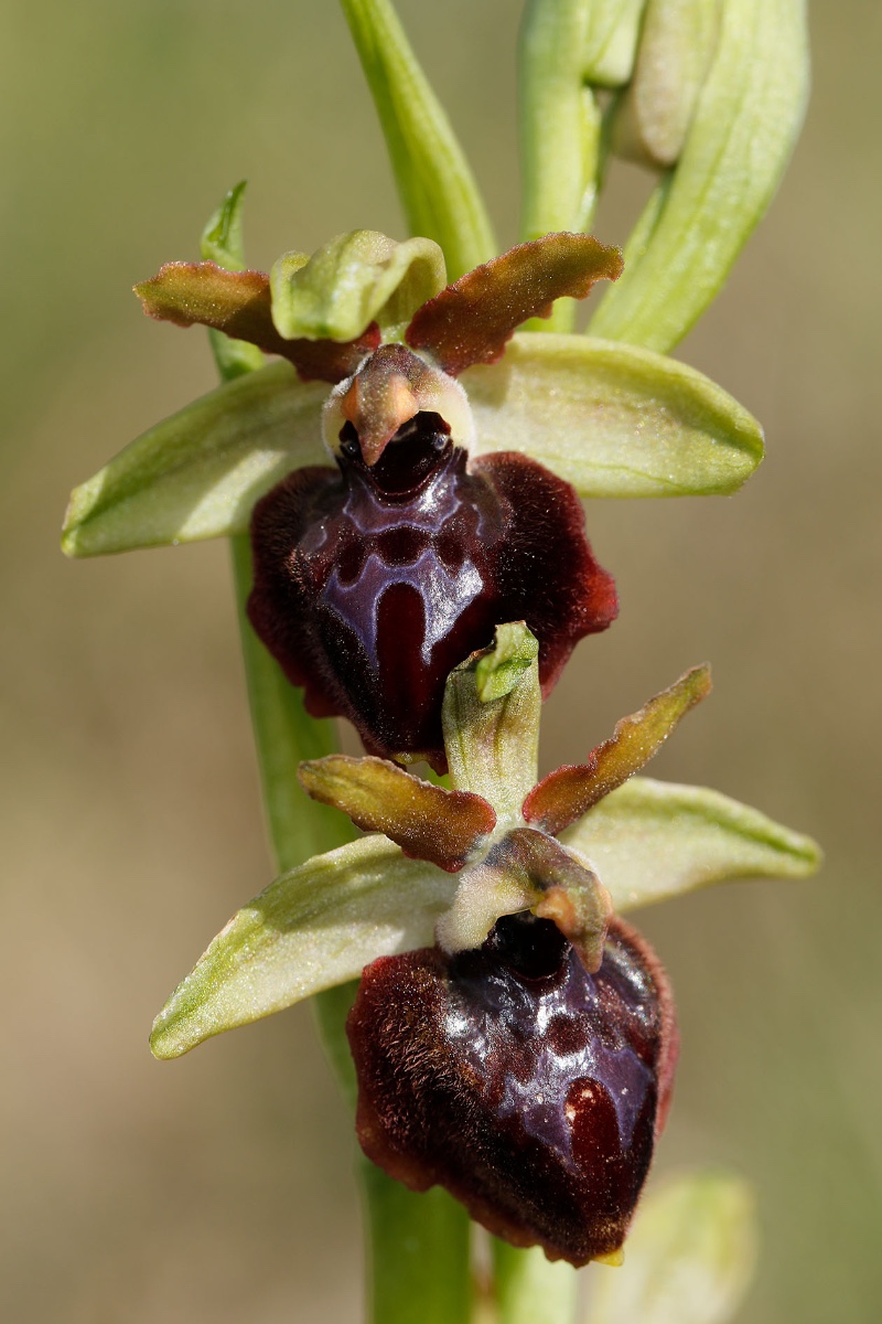 Ophrys passionis subsp. garganica