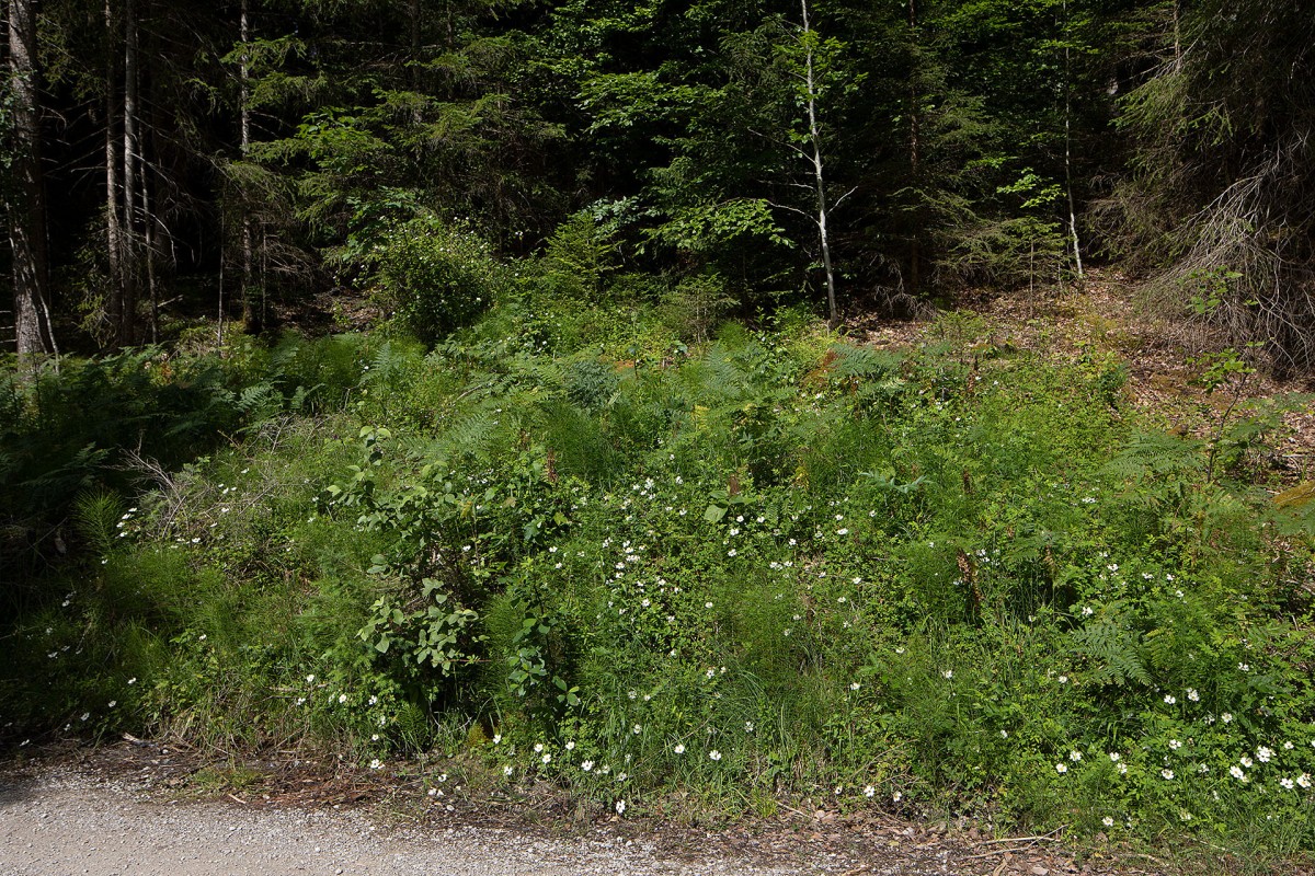 Rosa arvensis_0111.jpg