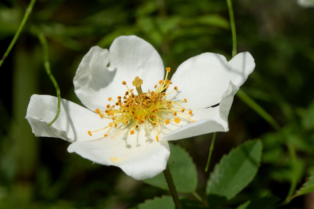 Rosa arvensis_0817.jpg