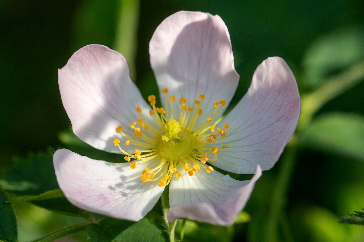 Rosa corymbifera_sicher_9976.jpg