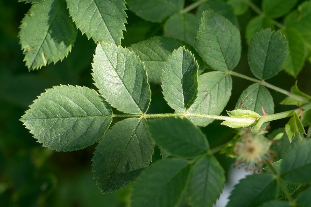 Rosa corymbifera_sicher_9977.jpg
