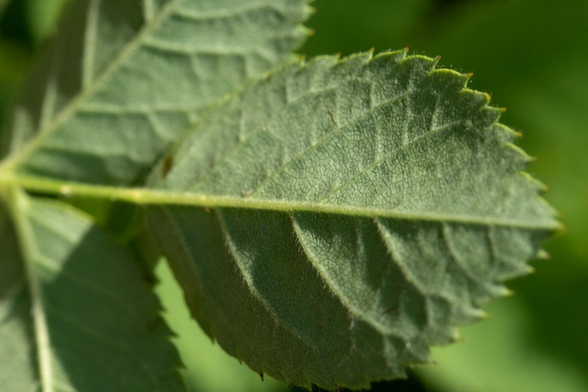 Rosa corymbifera_sicher_9978.jpg