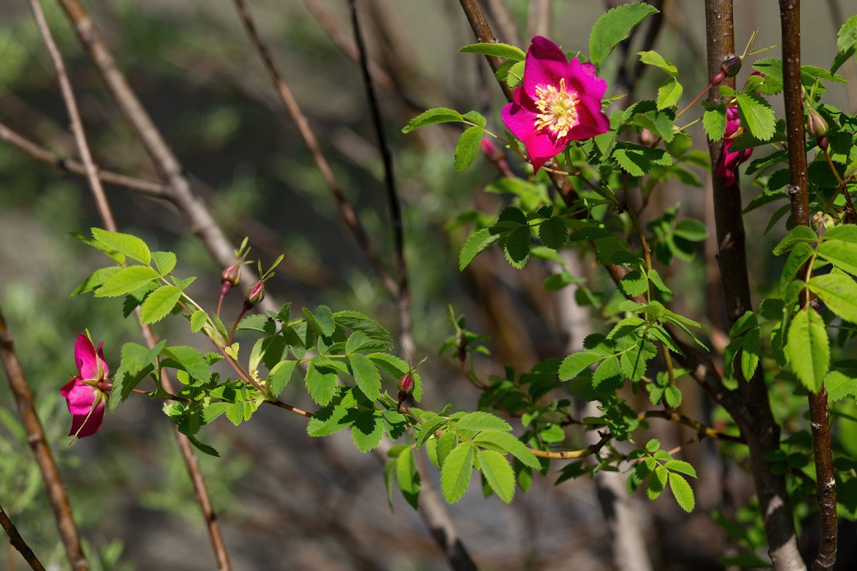 Rosa pendulina_9643.jpg