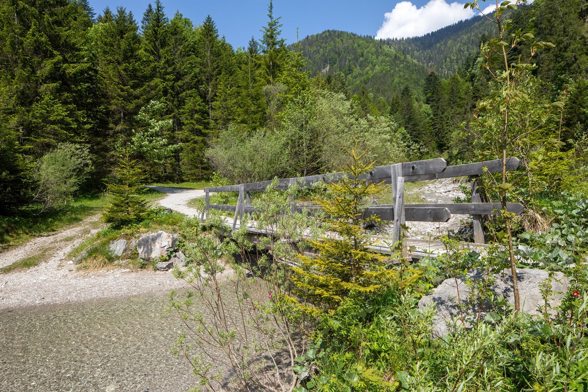 Rosa pendulina_9737.jpg