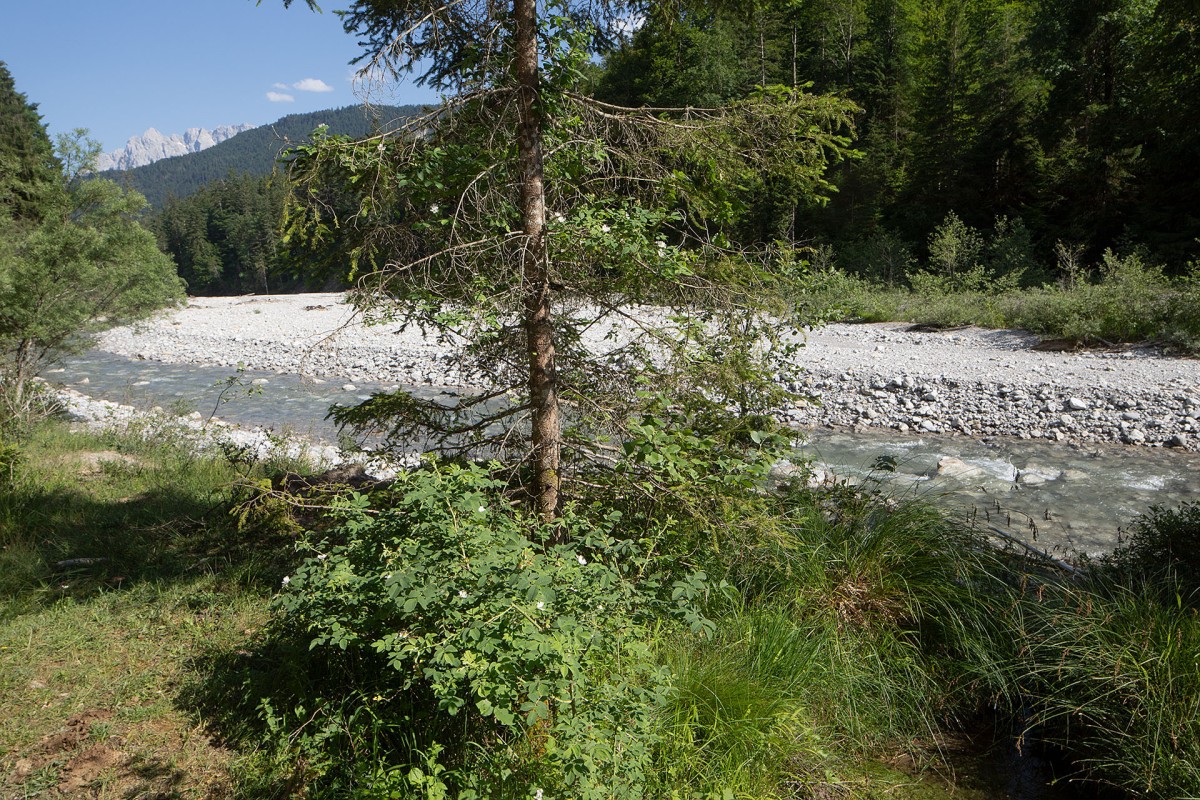 Rosa tomentosa_Filz-Rose_0089.jpg