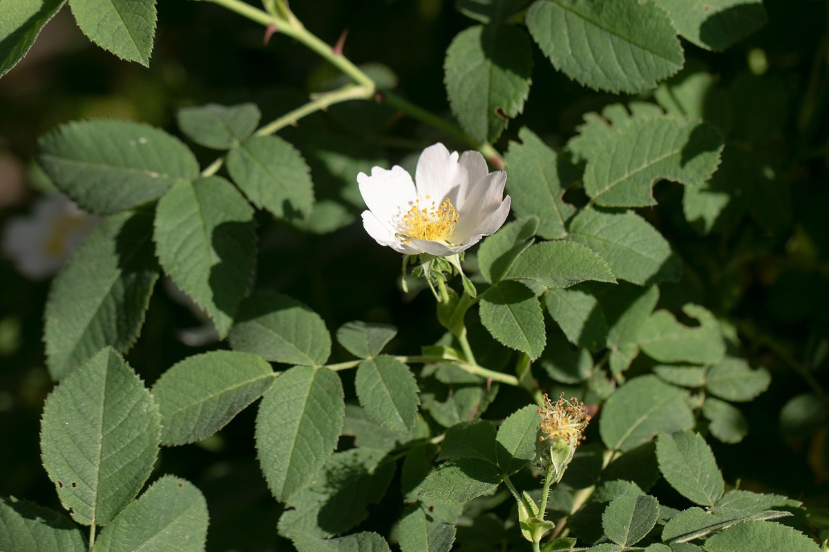 Rosa tomentosa_Filz-Rose_0090.jpg