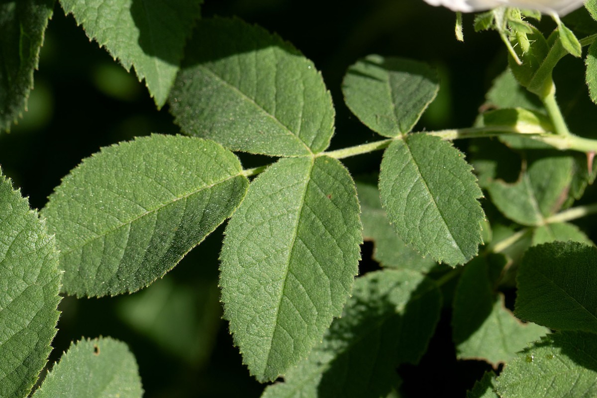 Rosa tomentosa_Filz-Rose_0091.jpg