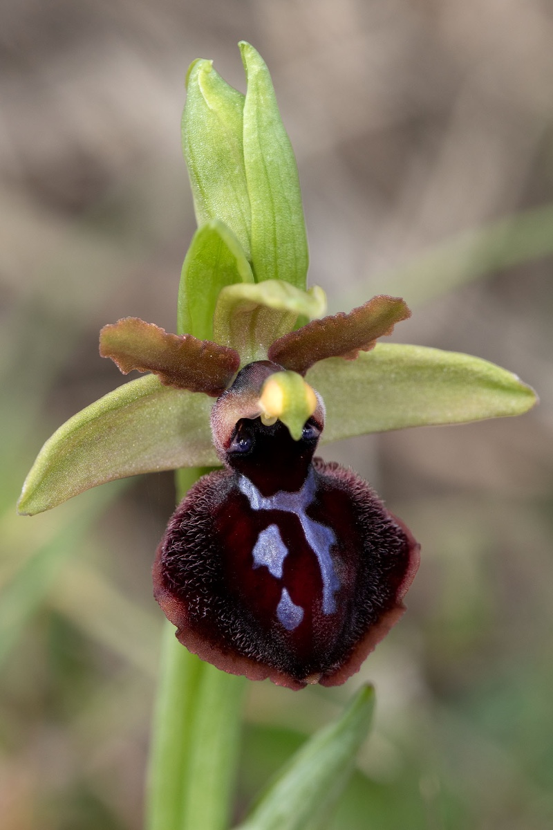 Ophrys passionis subsp. garganica
