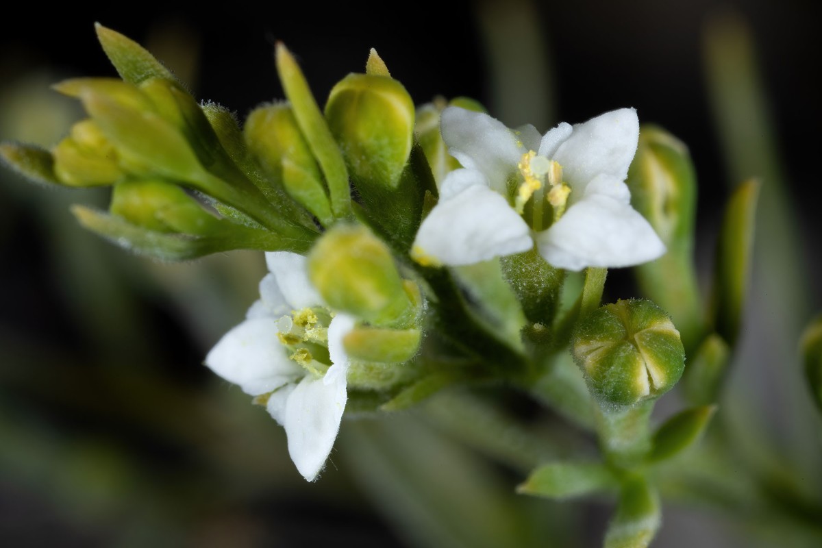 Thesium alpinum_Alpen-Leinblatt_0051.jpg