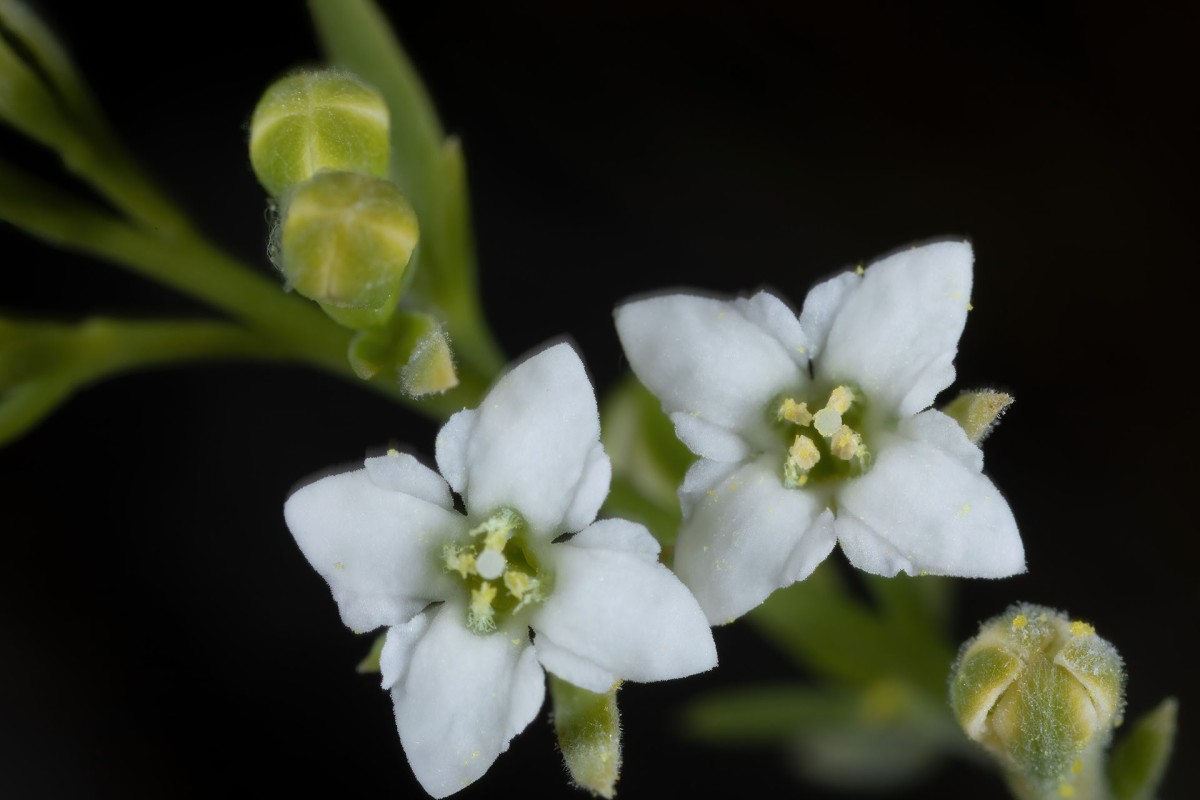 Thesium alpinum_Alpen-Leinblatt_0054.jpg
