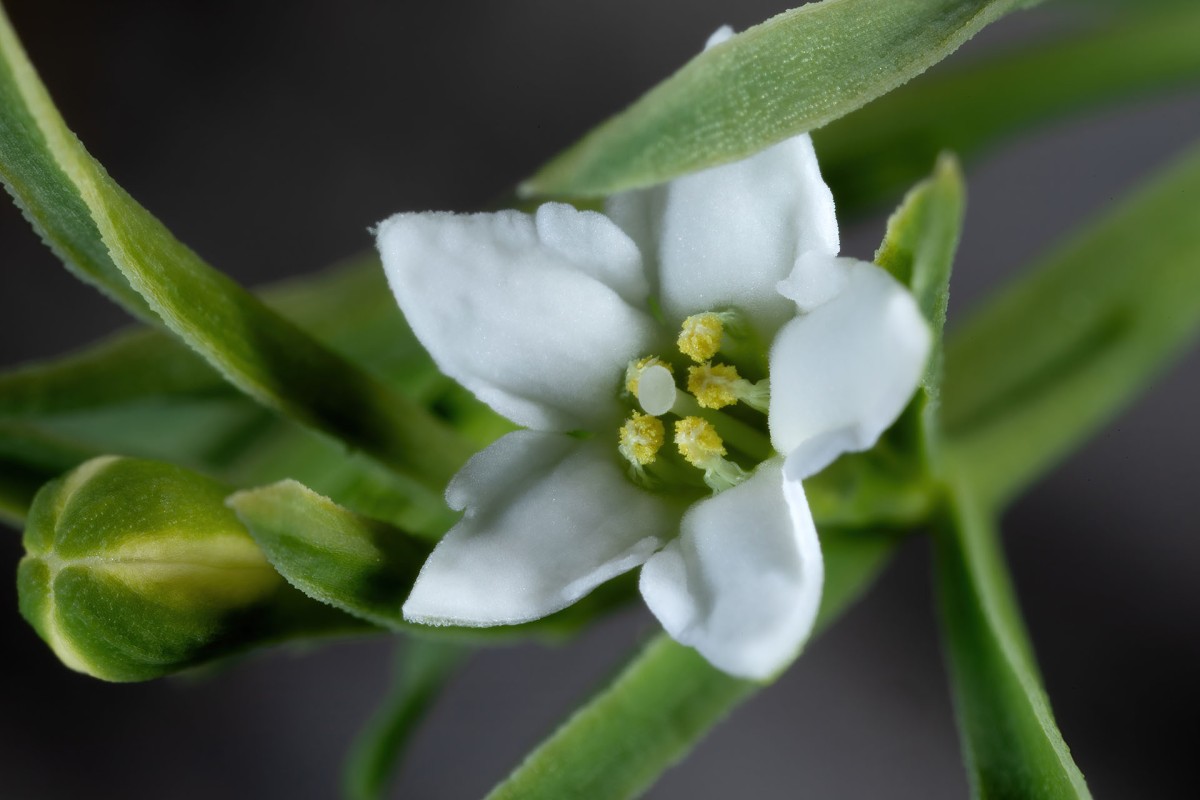 Thesium alpinum_Alpen-Leinblatt_9713.jpg