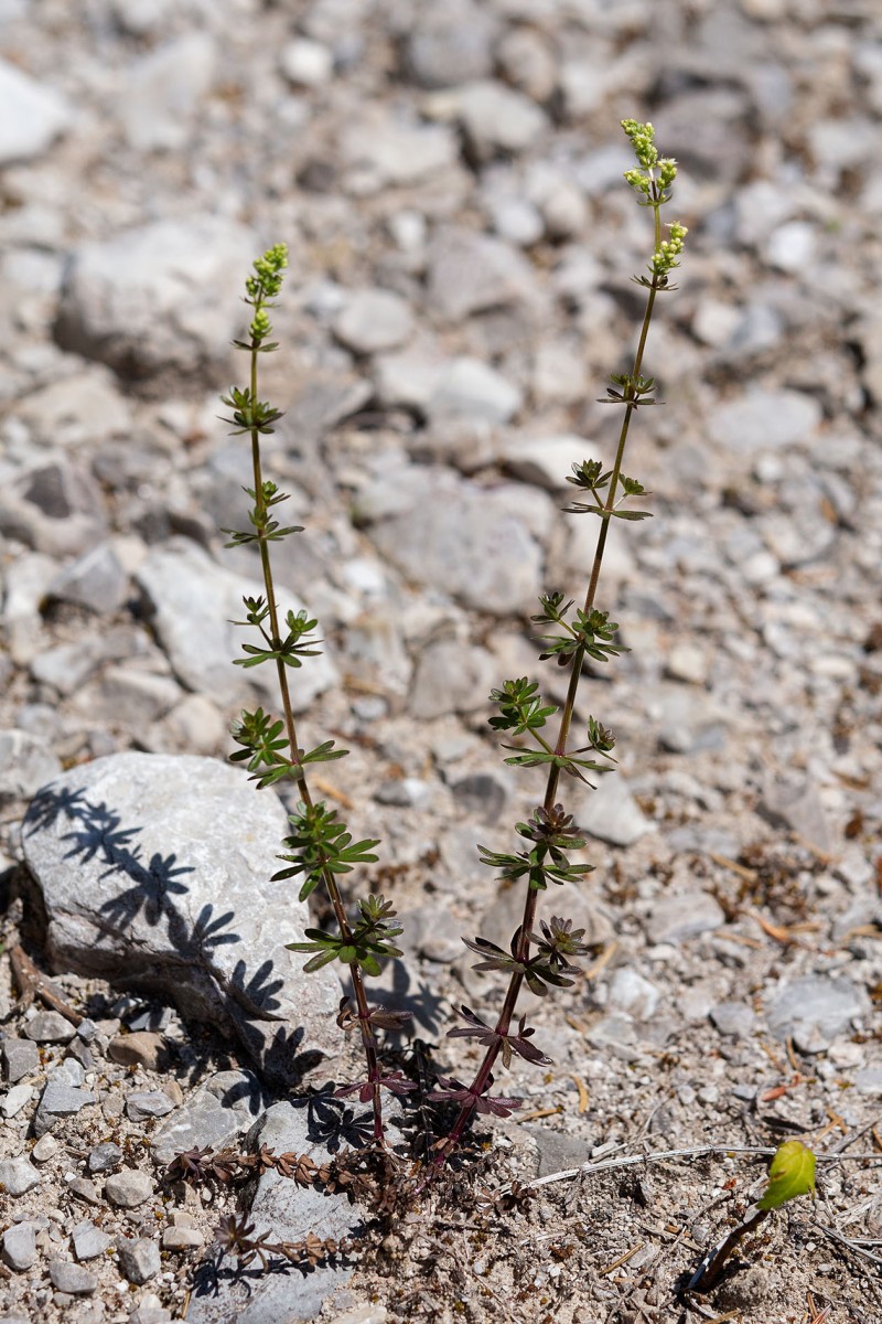 Galium lucidum_9941.jpg