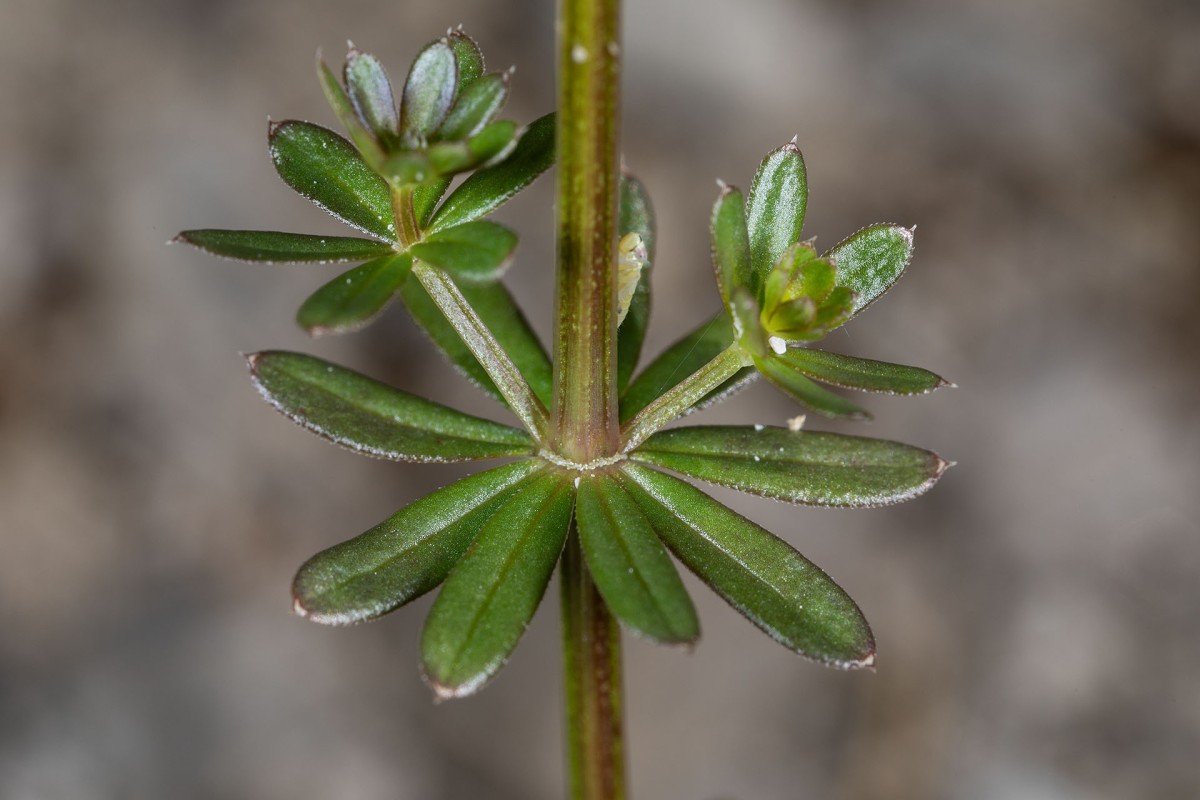 Galium lucidum_9942.jpg