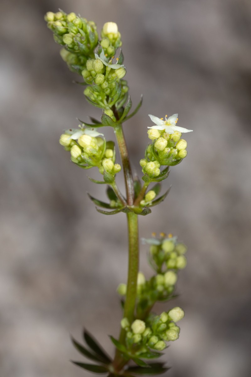 Galium lucidum_9943.jpg