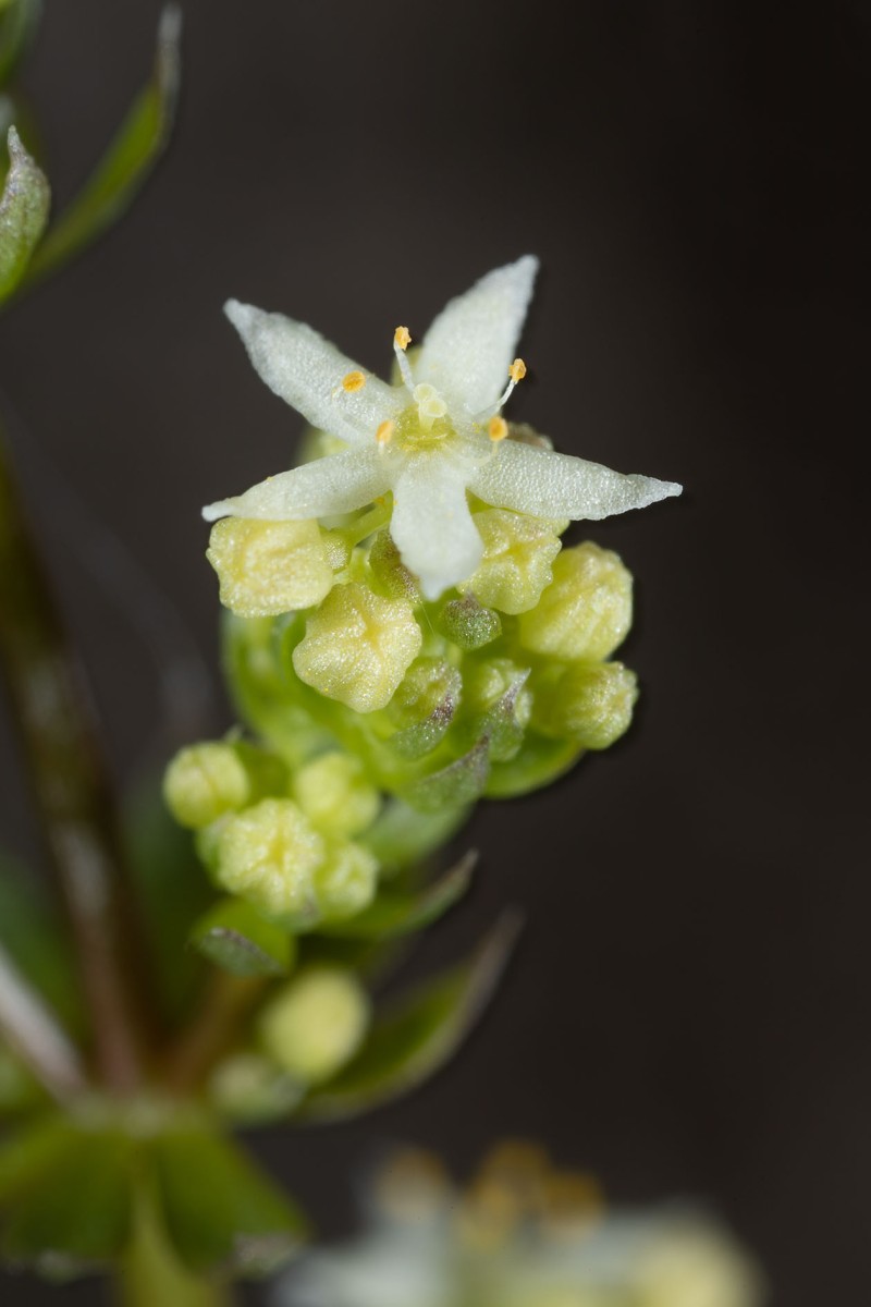 Galium lucidum_9944.jpg