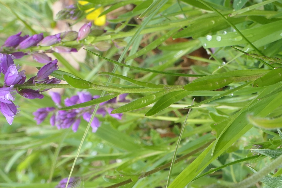 Polygala Kreuzblume Vauffelin PdD 2025-05-23 (19).JPG