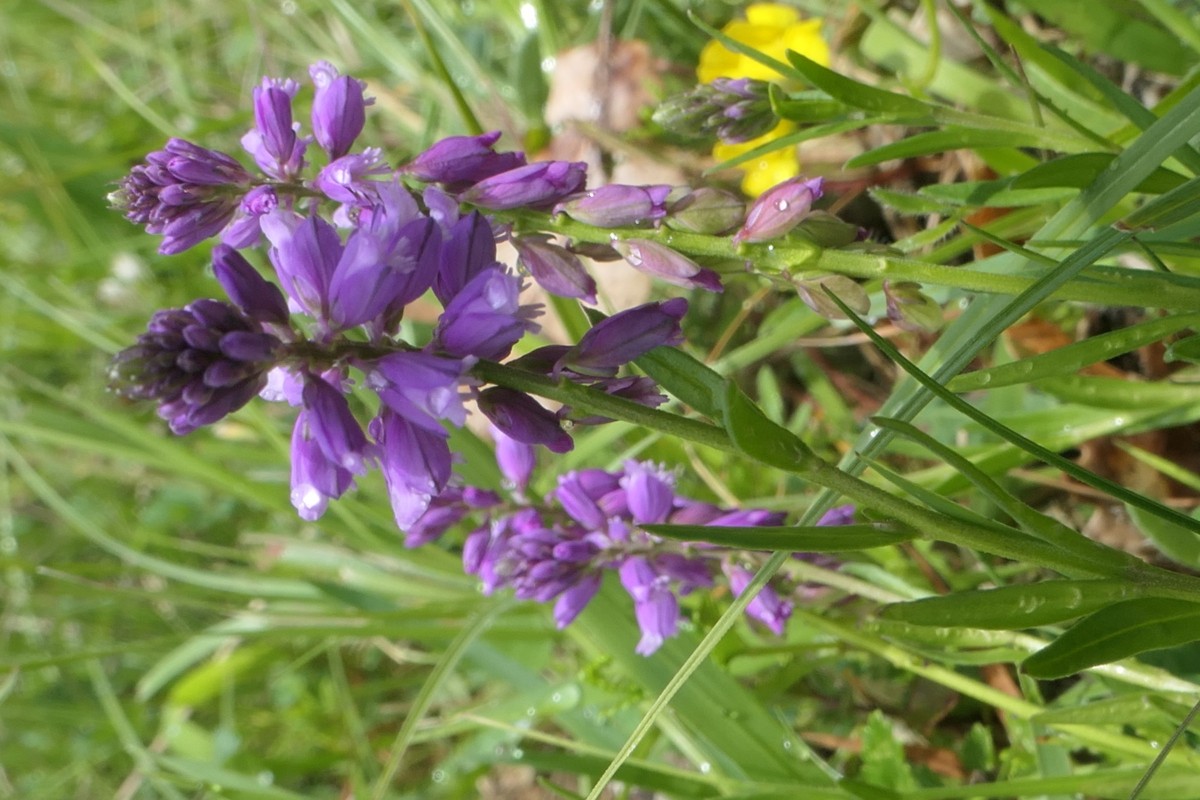 Polygala Kreuzblume Vauffelin PdD 2025-05-23 (18).JPG