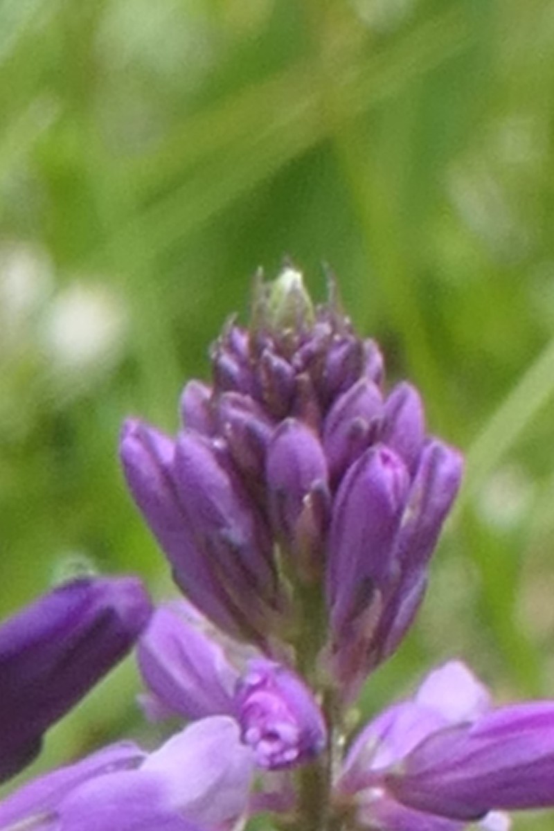 Polygala Kreuzblume Vauffelin PdD 2025-05-23 (18) - Kopie.JPG