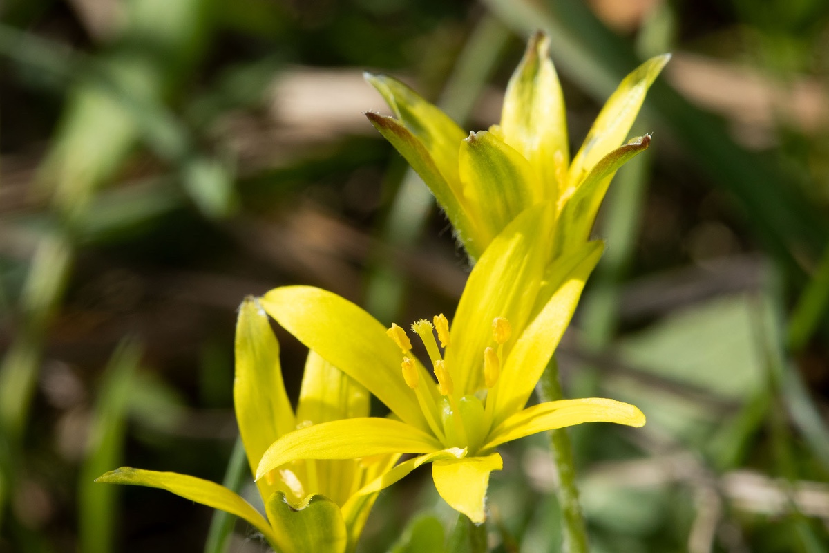 Bin mir nicht sicher: Gagea foliosa ?