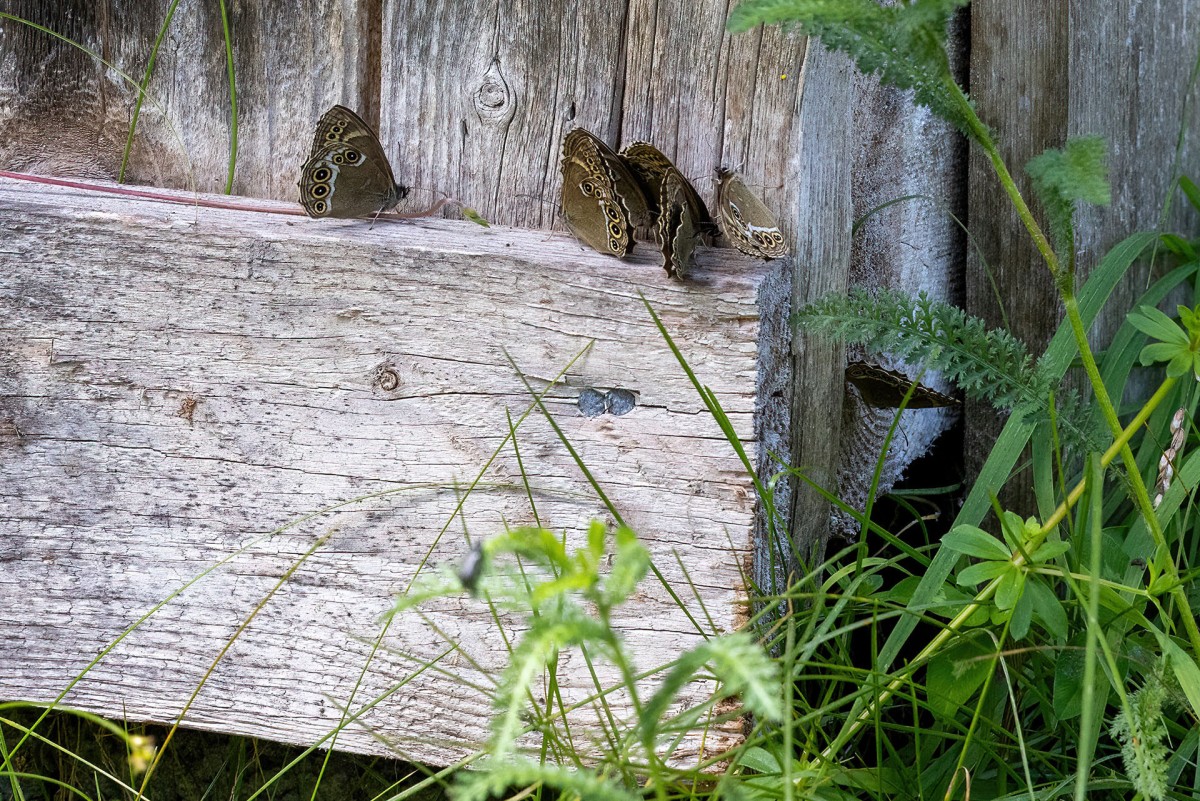 Lopinga achine_Gelbringfalter_3898.jpg