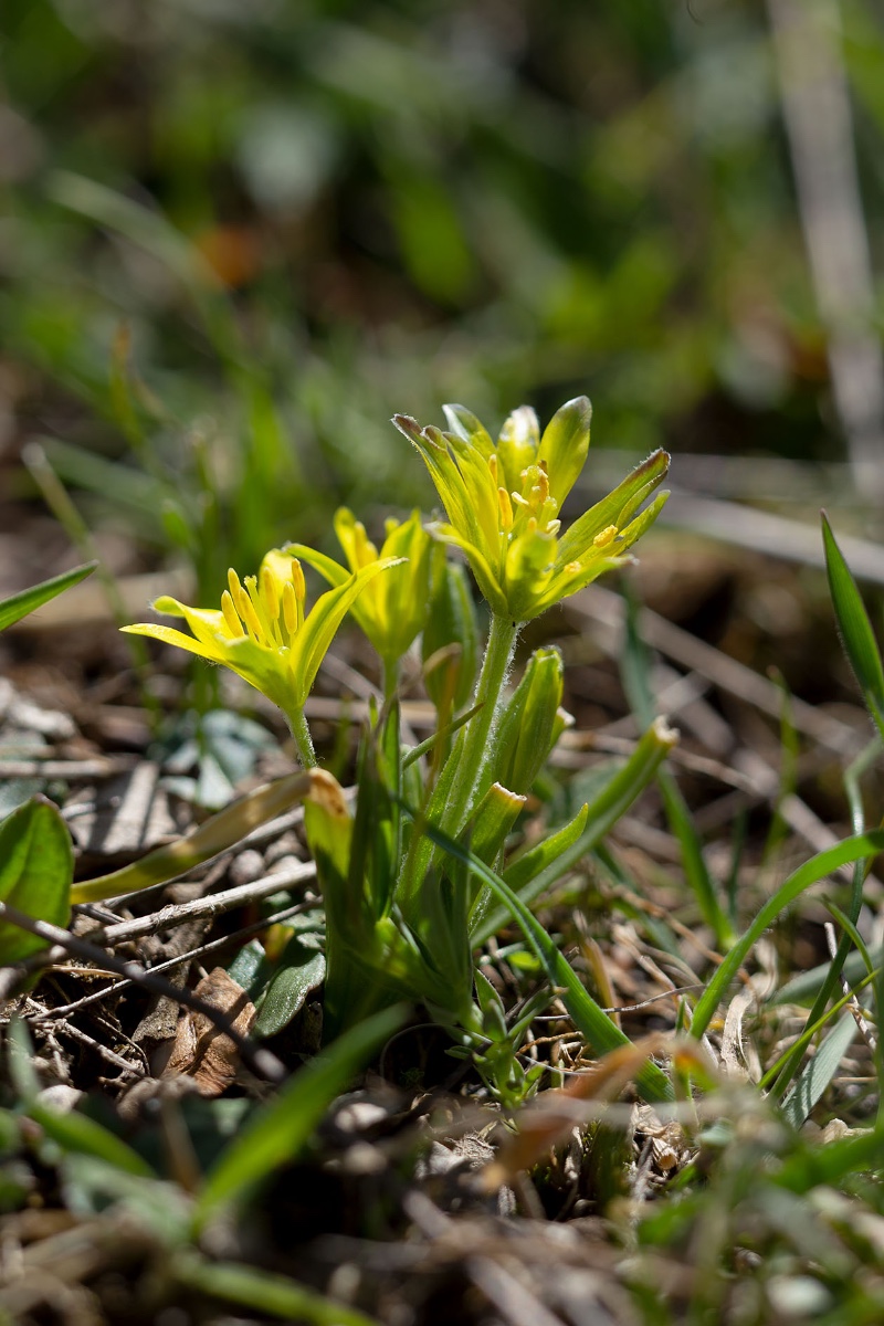 Bin mir nicht sicher: Gagea foliosa ?