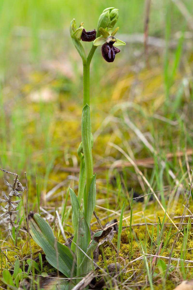 Ophrys incubacea