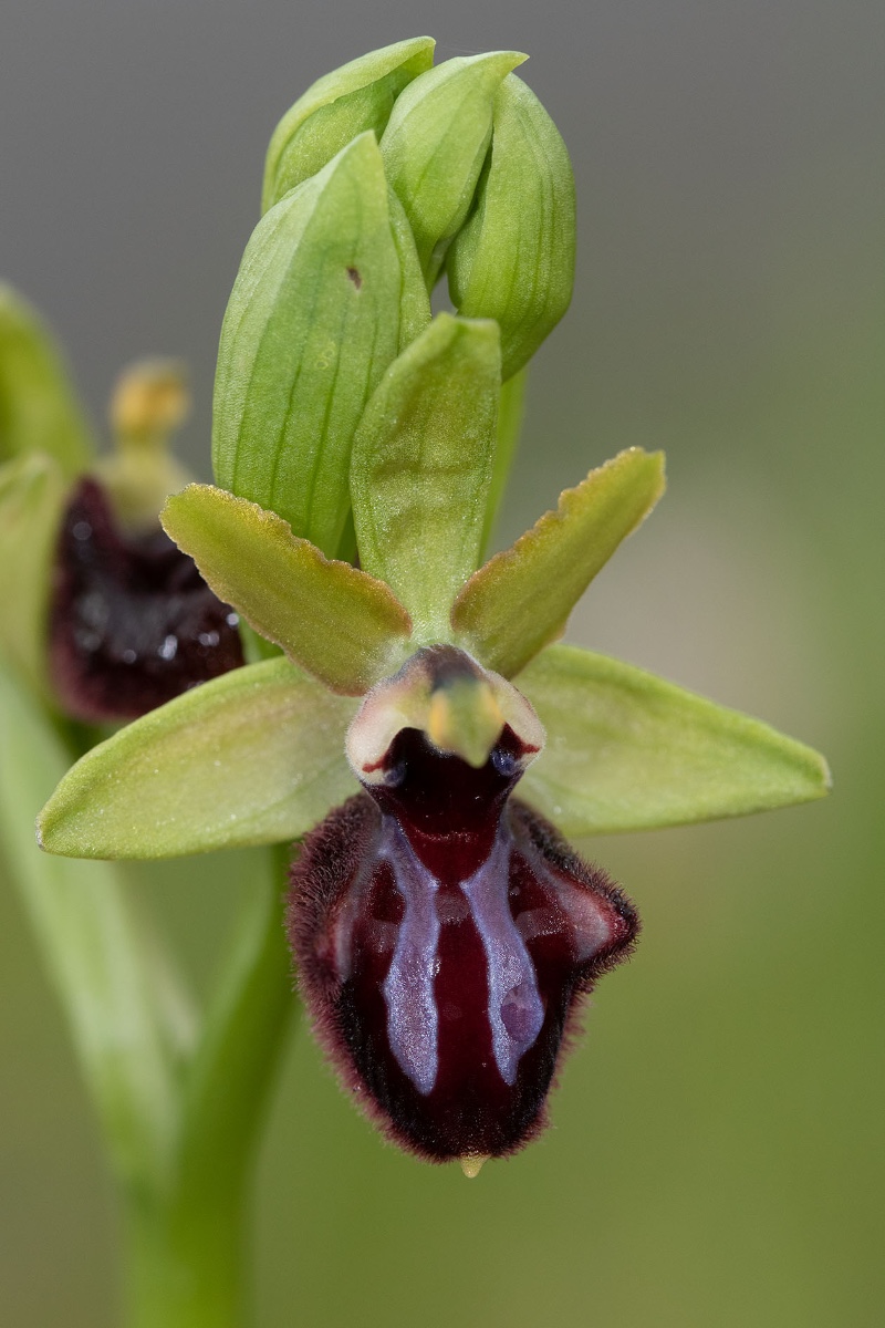 Ophrys incubacea