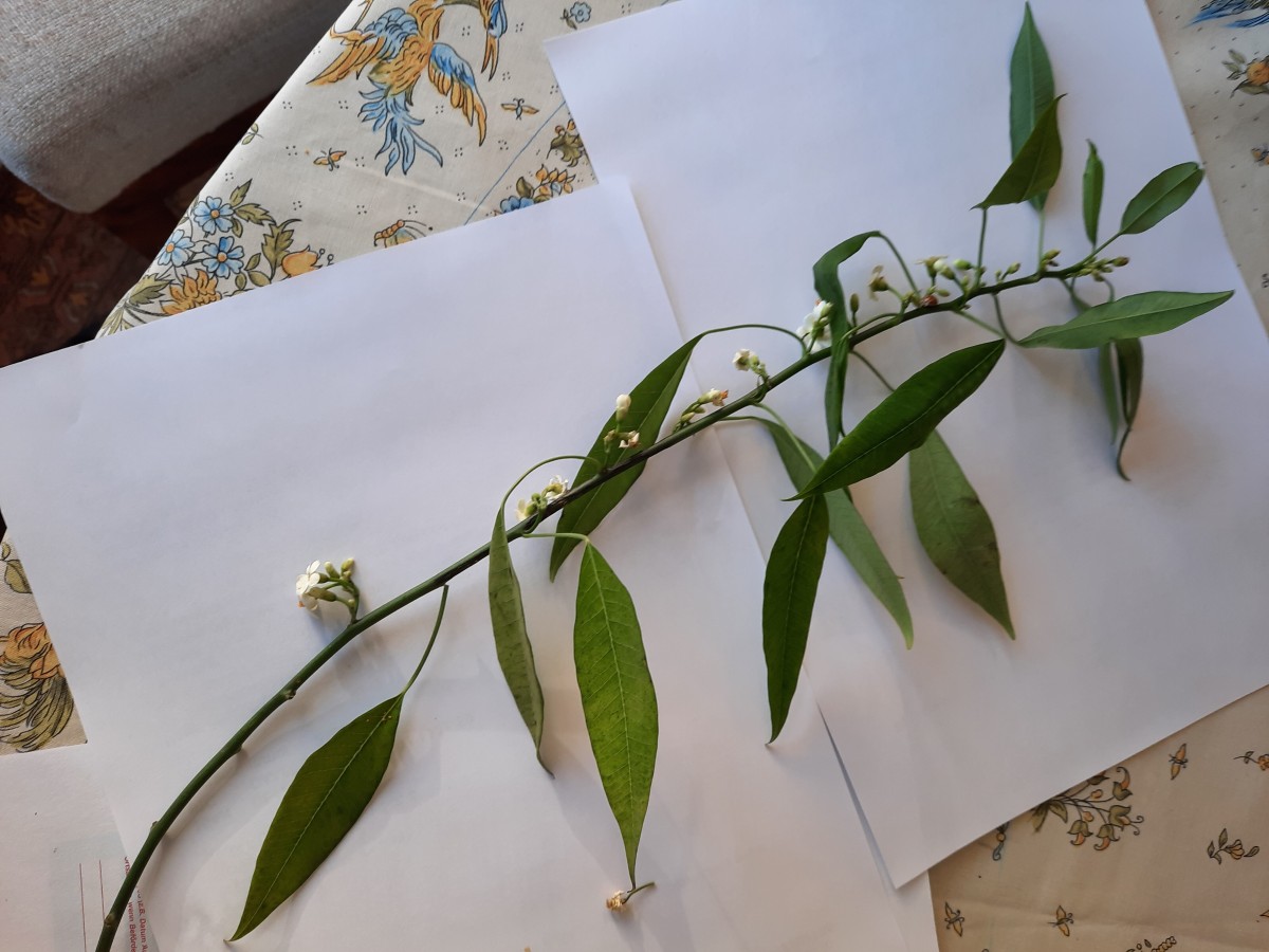 20211121_092052.jpg  unbek Pfl Übers    +.jpg