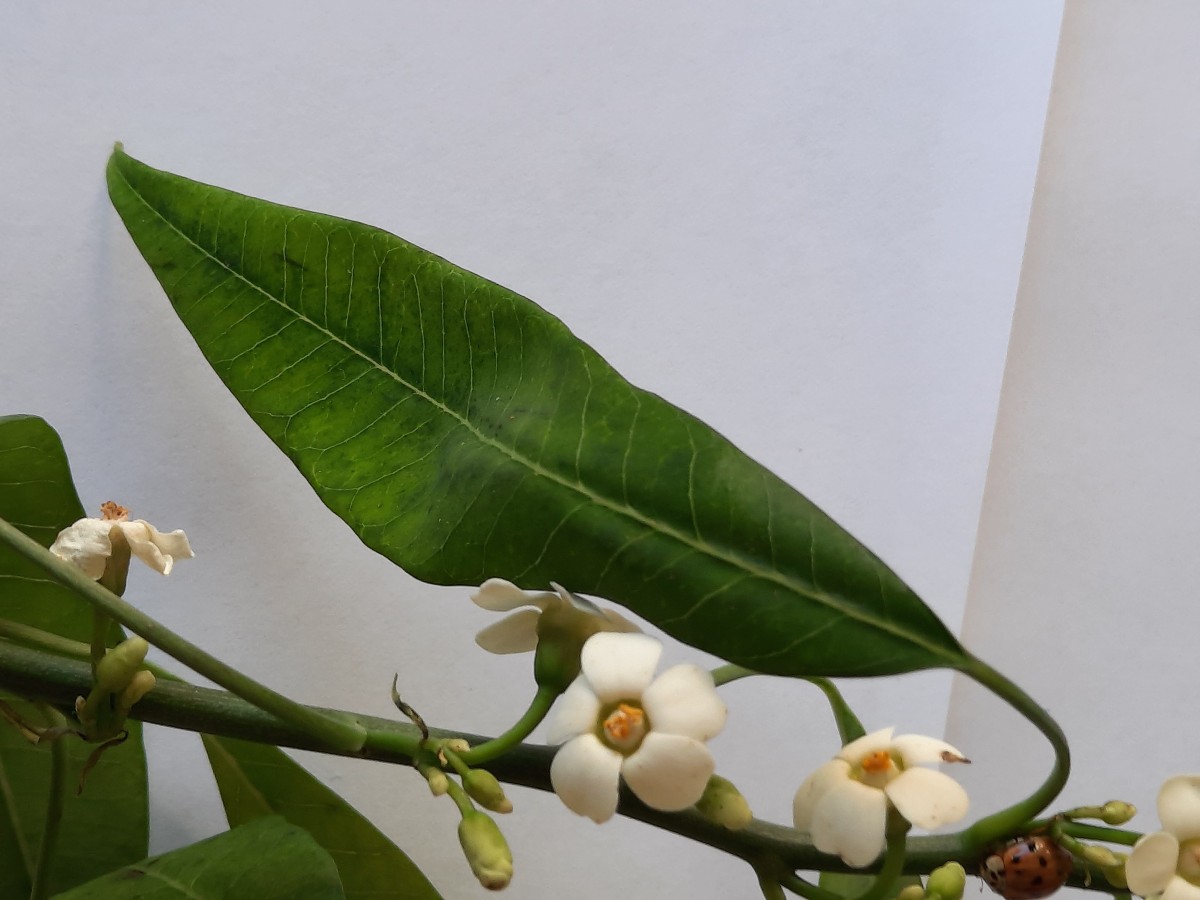 20211121_092243.jpg   Blatt         +.jpg