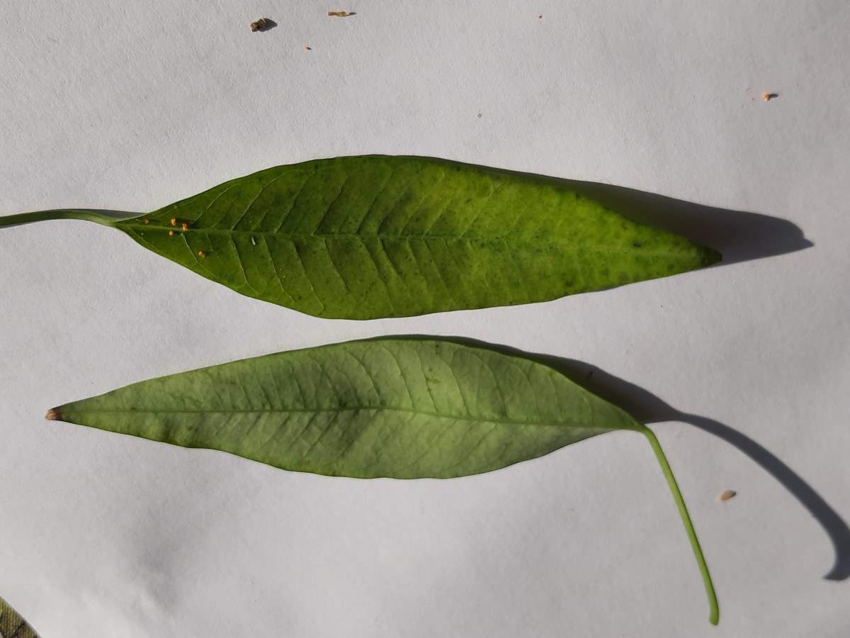 20211121_125840.jpg  dito  Blatt       +.jpg