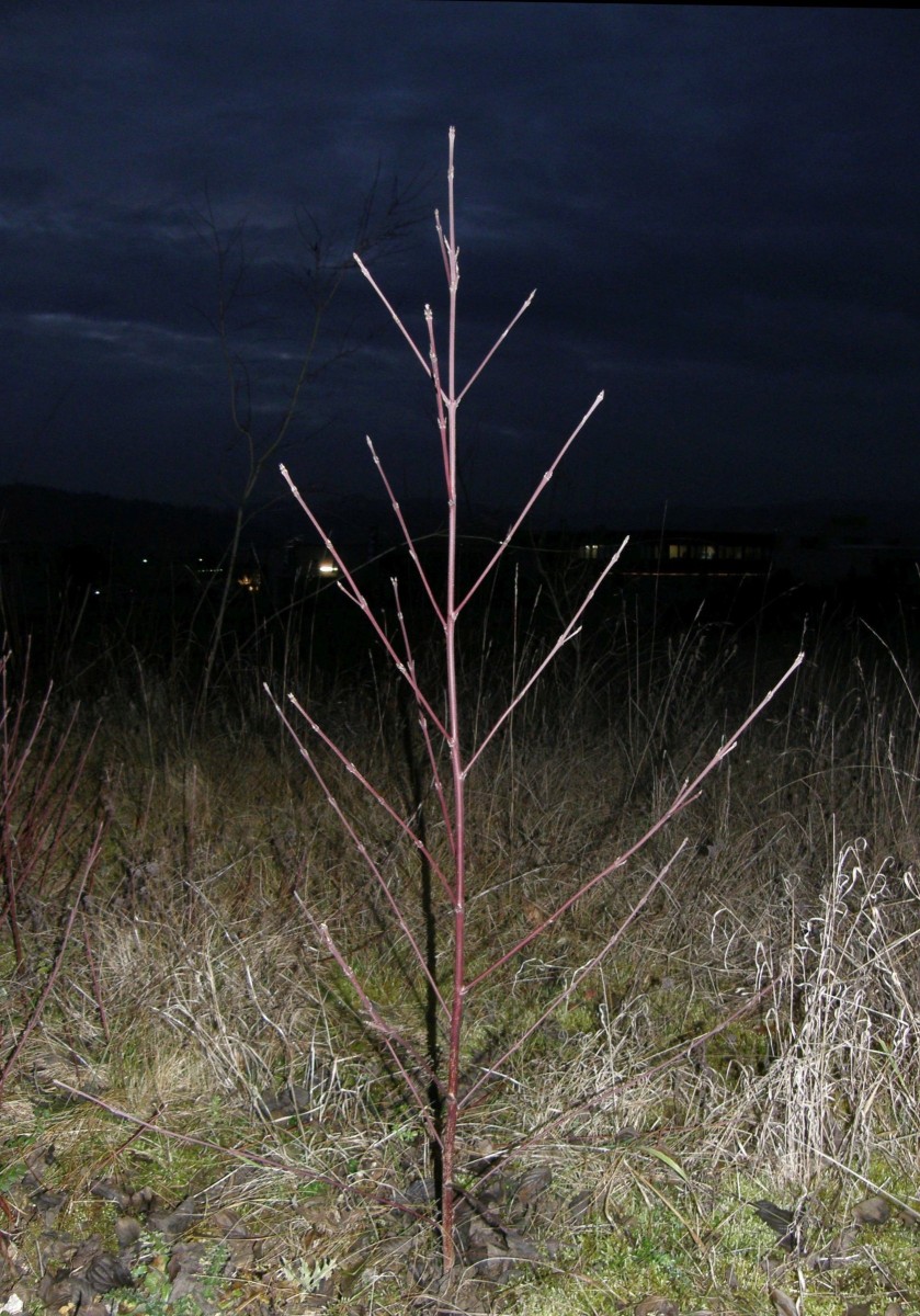 Cornus sanguinea spiralig.JPG