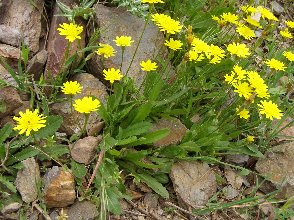 Hypochaeris achyrophorus.JPG