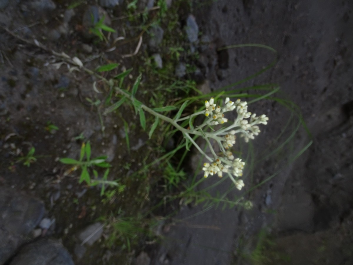 Asteraceae Banos(17).JPG