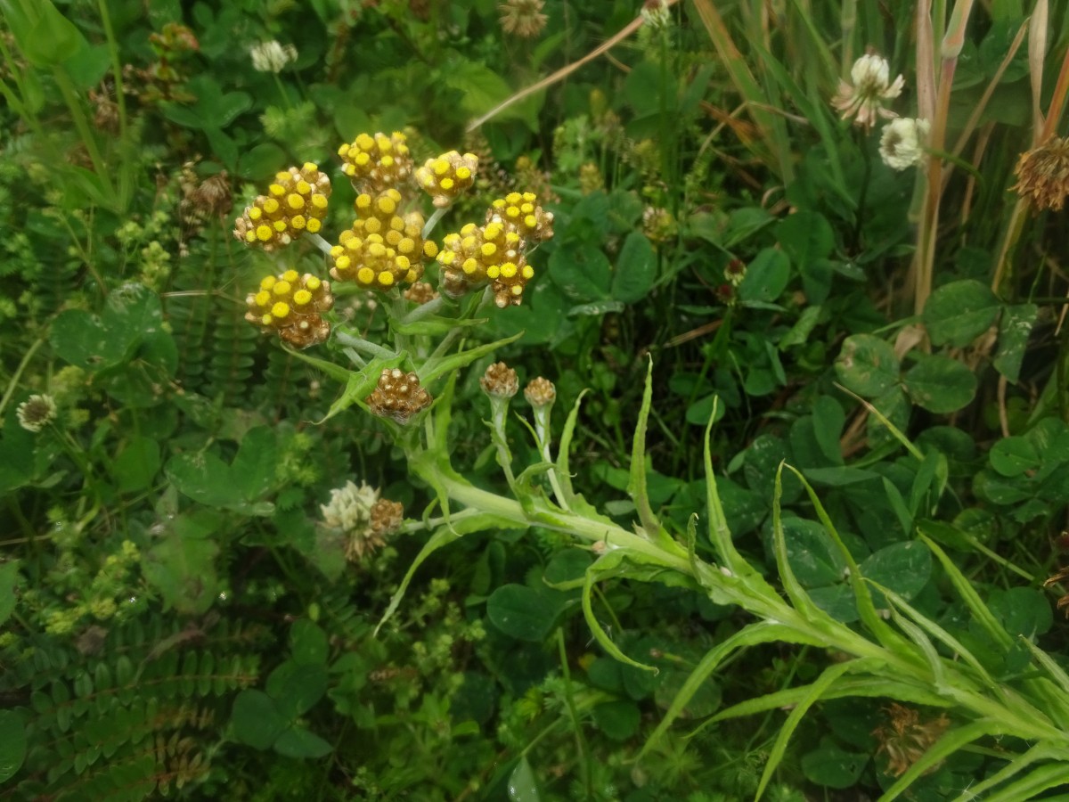 Asteraceae Papallacta (12).JPG