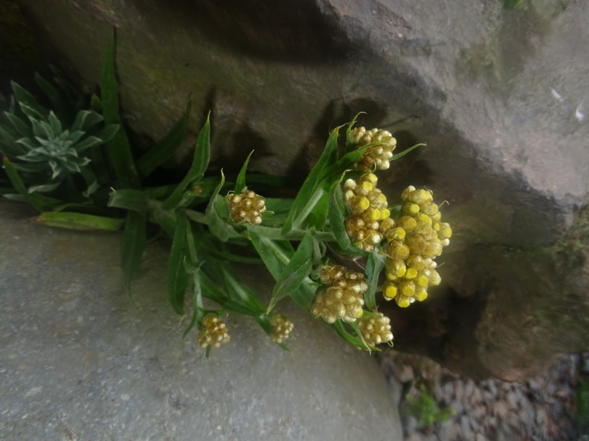 Asteraceae Papallacta(38).JPG