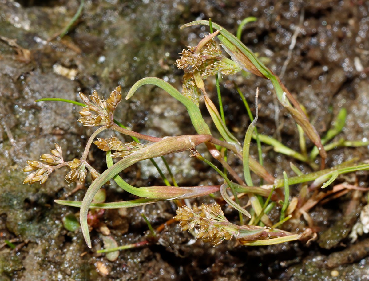 Coleanthus subtilis Großhartmannsdorf SN Großteich A03.jpg