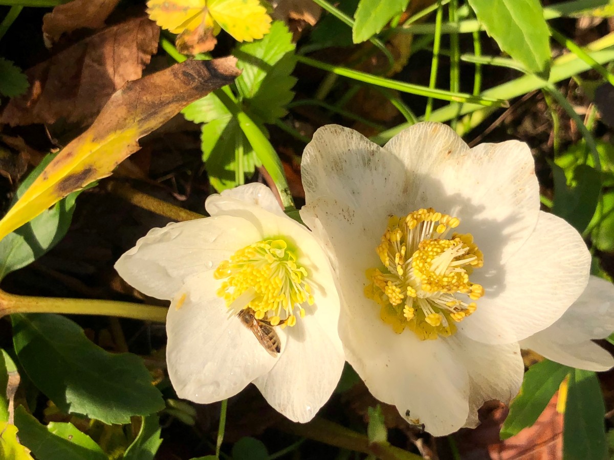 IMG_3161.jpeg (1.02 MiB) 101 mal betrachtet IMG_3161.jpeg