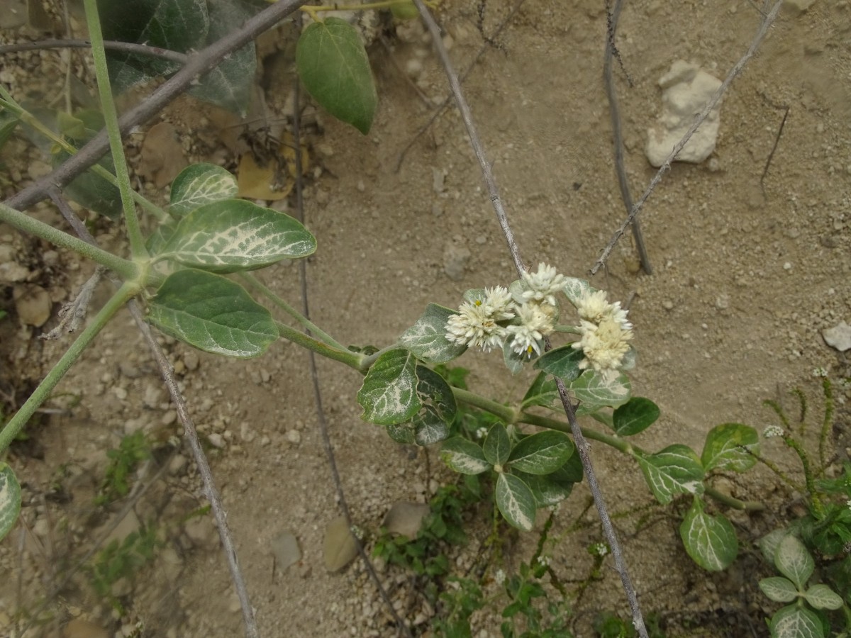 Amaranthaceae (2).JPG