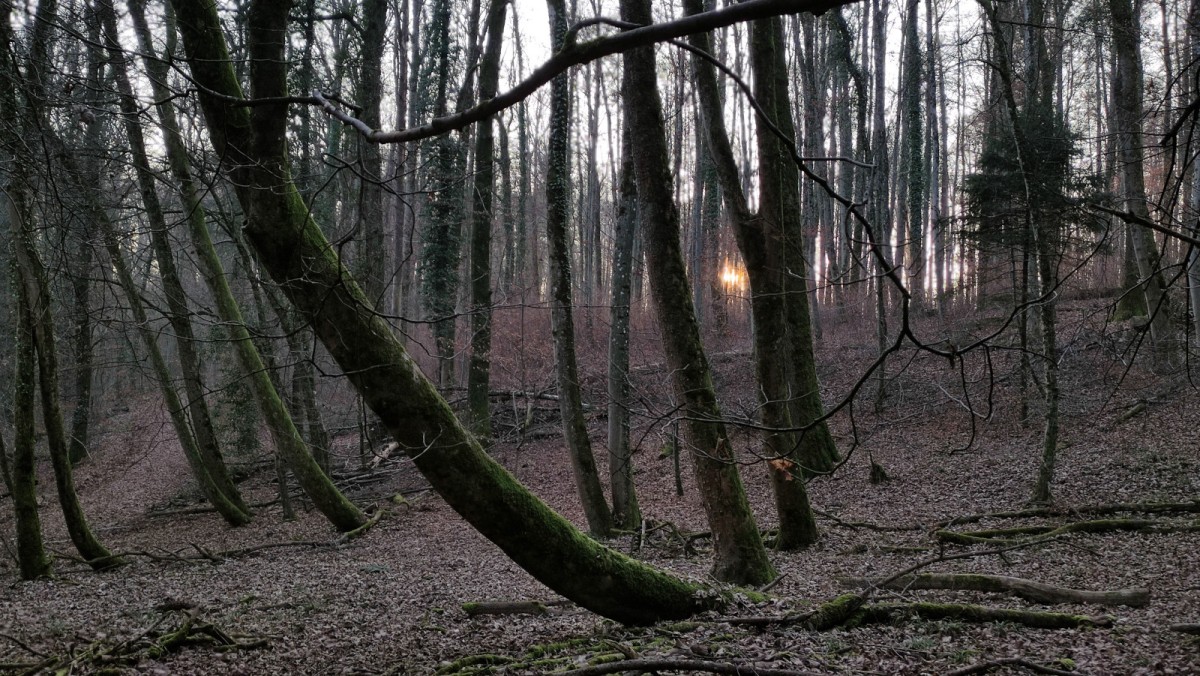 Wald kurz vor 16 Uhr_27-12-2025.jpg