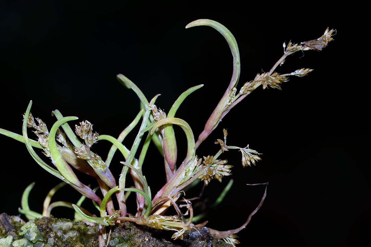 Coleanthus subtilis Großhartmannsdorf SN Großteich A28.jpg